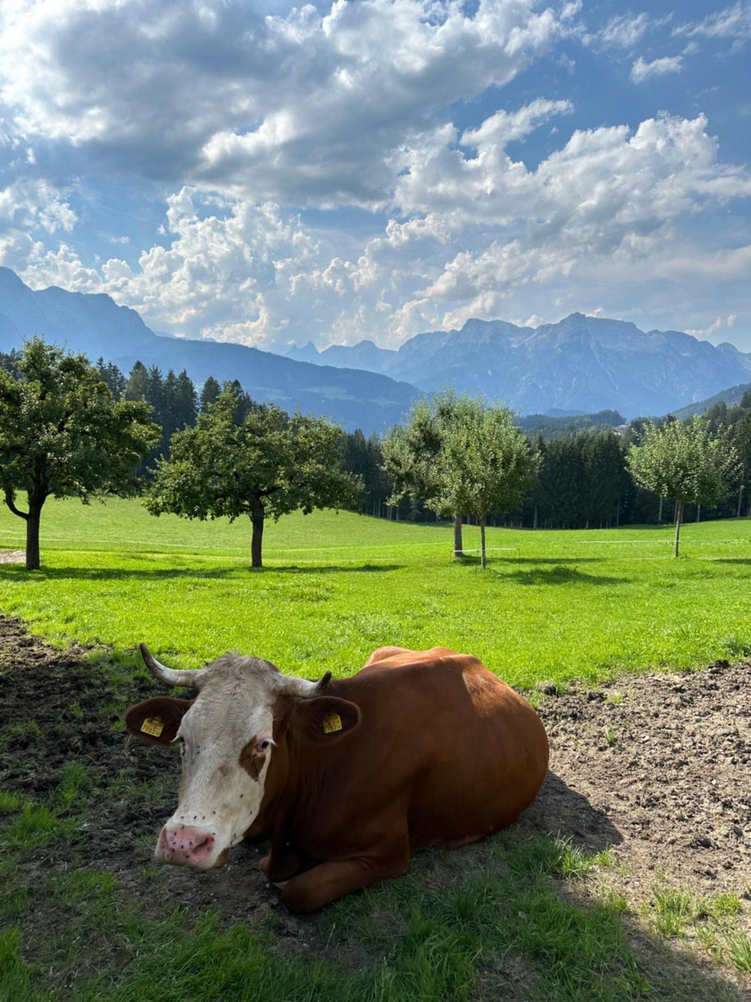 Frische Bergluft Und Laendlicher Charme - Ihr Aktiver Urlaub Am Muehlauhof Muhlbach Am Hochkonig Bagian luar foto